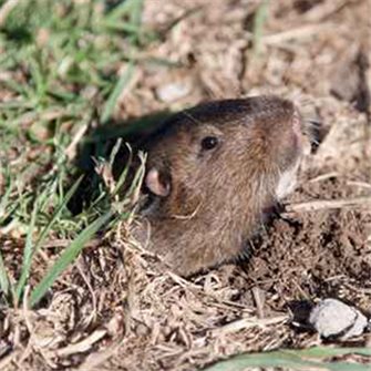 Protect your garden from rodents